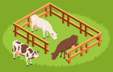 Sustainable Beef Production